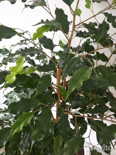 Фикус Бенджамина