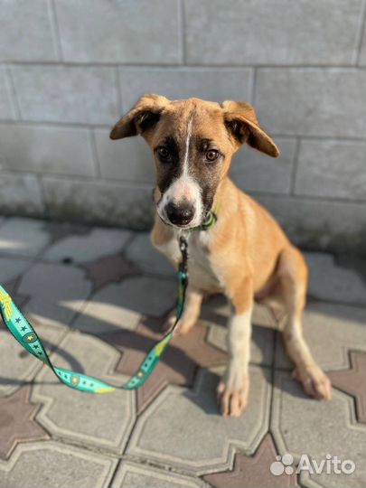 Чудесный щенок в добрые руки