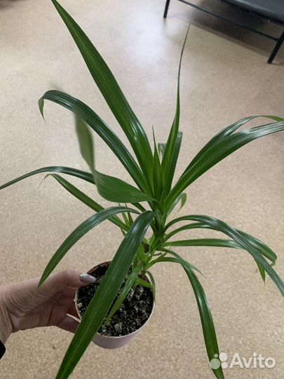 Панданус Вейча