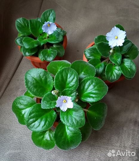 Фиалка в горшках