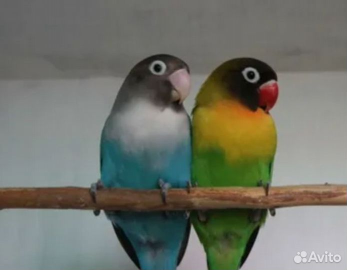 Попугай неразлучники