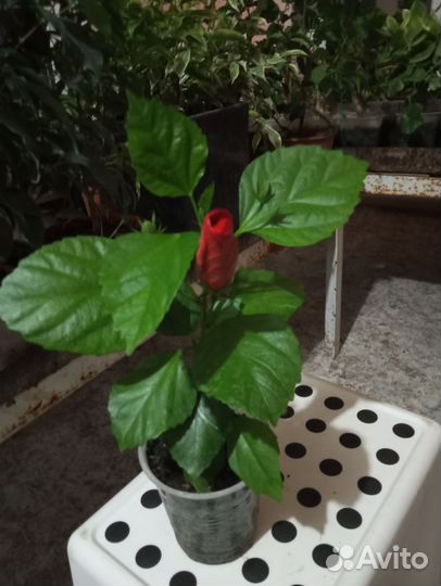 Гибискус китайская роза