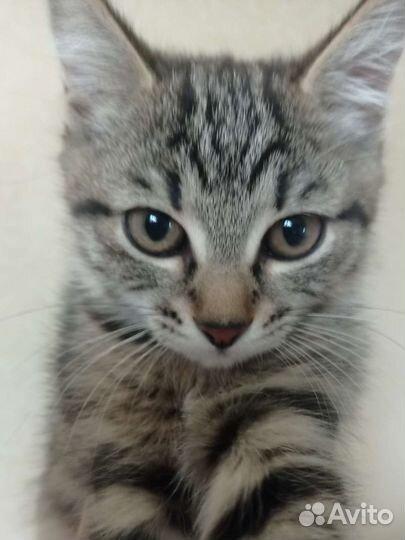 Котëнок