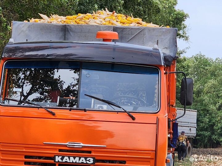 Семена кукурузы Краснодарский 291 AMB F1