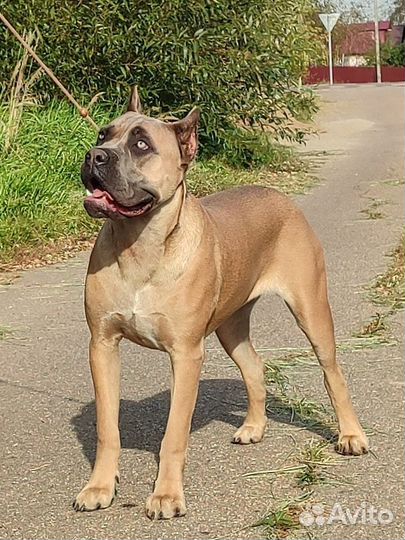 Подрощенная девочка