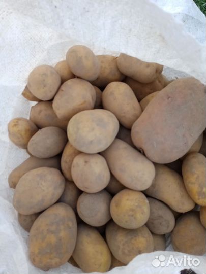 Картошка домашняя с доставкой