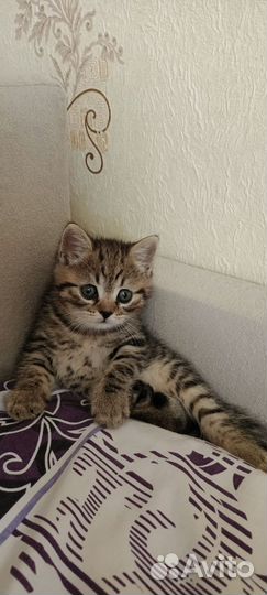 Шотландский кот