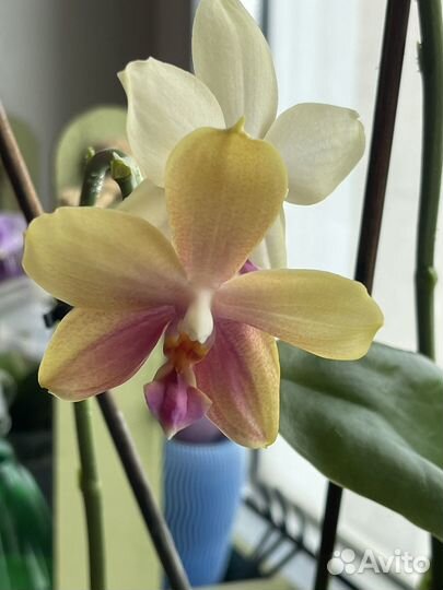 Орхидея фаленопсис Лиодоро
