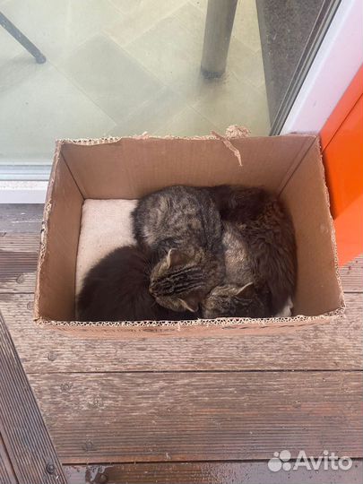 Котята в добрые руки