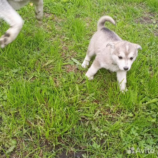 Щенки хаски