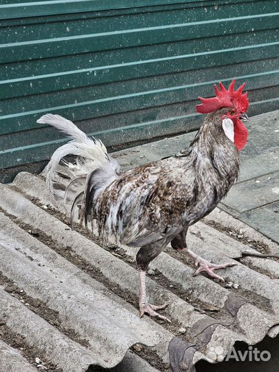 Молодой петух