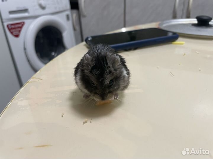 Джунгарский хомяк