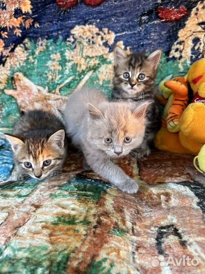 Котята в дар