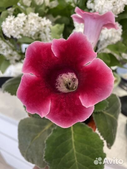 Детки глоксинии