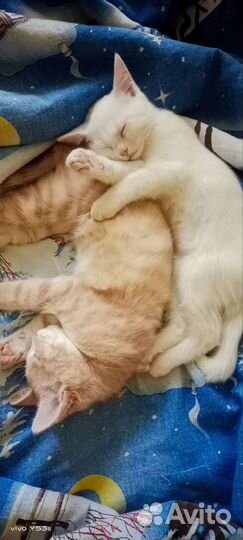 Котята в добрые руки приучены к лотку