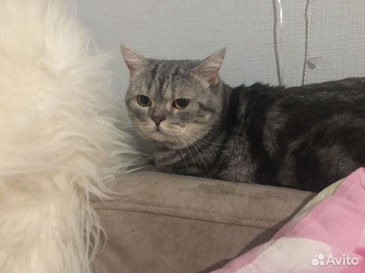 Кот шотландец
