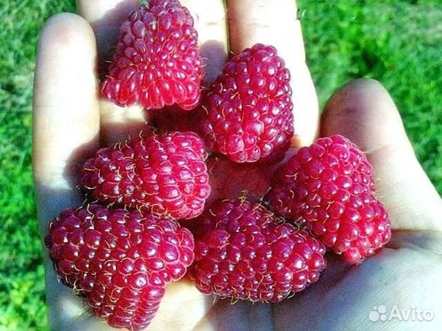 Малина: 3 сорта