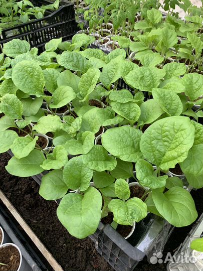 Рассада томаты, перцы, баклажаны, огурцы