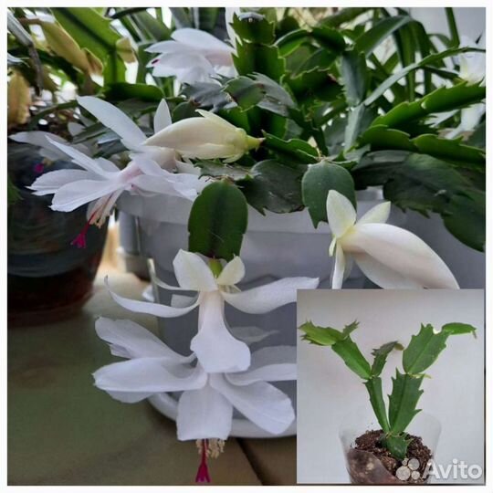 Комнатные цветы