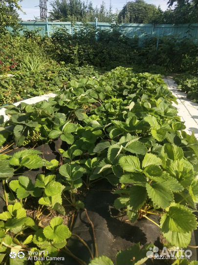 Клубника чамора Туруси, джоли, азия