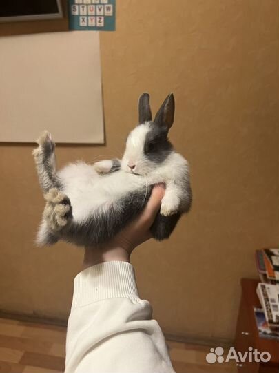 Карликовый кролик