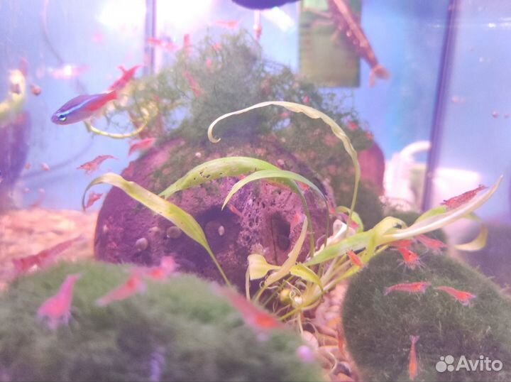 Креветки вишня