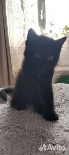 2 кошки 1 кот 1 месяц