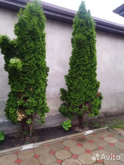 Туии 4 метровые