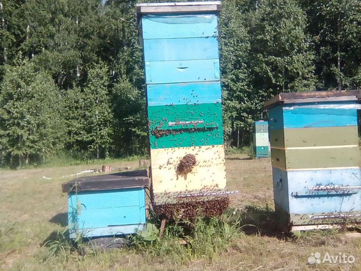 Мёд 3 литра