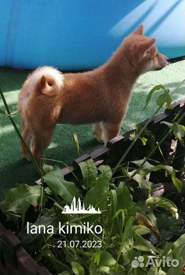 Щенки Сиба ину