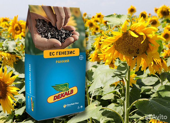 Гибриды семена подсолнечника Байер