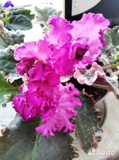 Сортовые фиалки