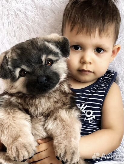 Реалистичный щенок