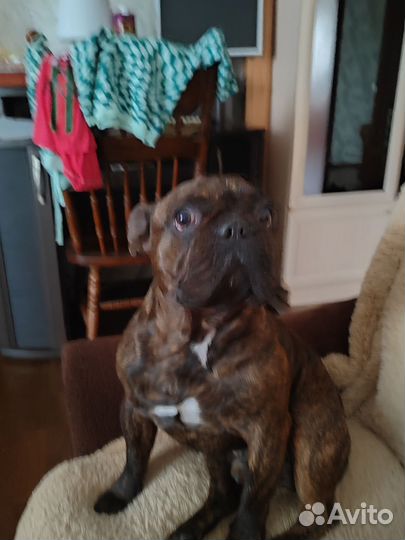 Французский бульдог кабель вязка