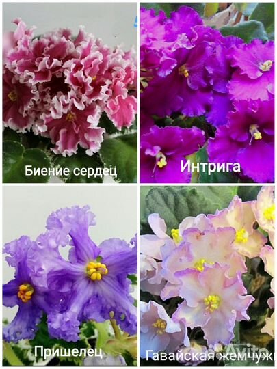 Листики сортовых фиалок (1)