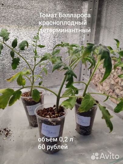 Рассада томатов, помидор, рассада овощей