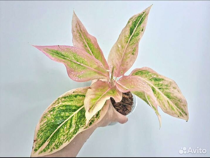 Аглаонема Lipstick Pudding