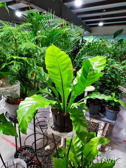 Асплениум Нидус