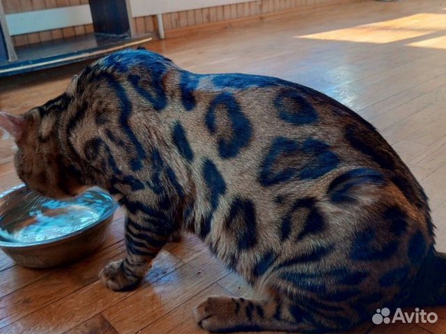 Вязка с Бенгальским Котом