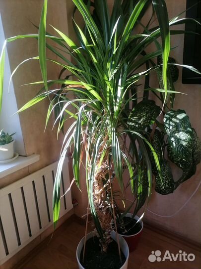 Пальма Панданус