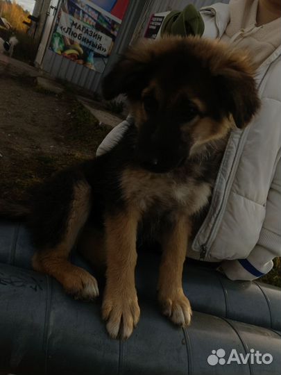 Метис Немецкая овчарка