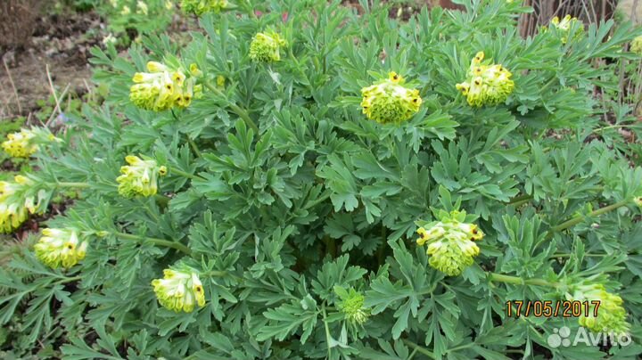 Хохлатка благородная