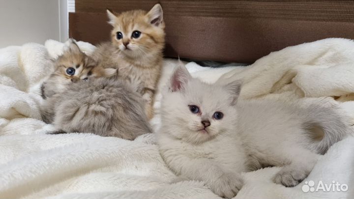 Британские котята, драгоценных окрасов