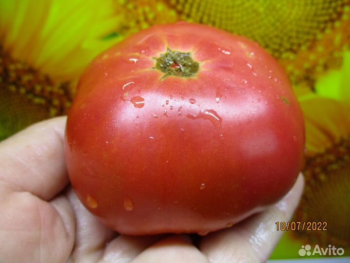 Томаты-Гномы рассада. Урожай и вкус