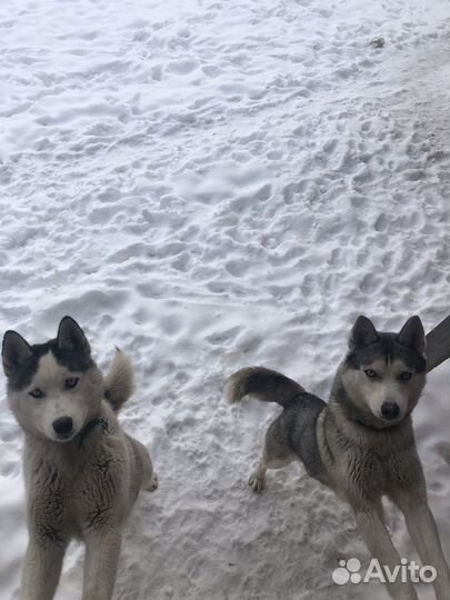 Щенки сибирской хаски