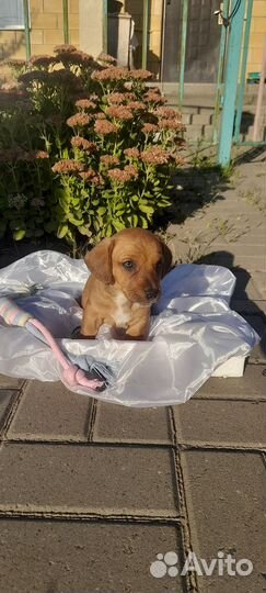 Щенки таксы