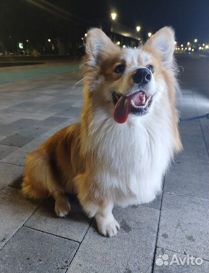 Случка собак