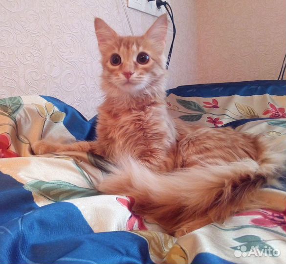 Лисичка -ласковая рыжая девочка 8 месяцев ждет вас