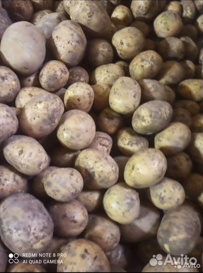 Продам картофель