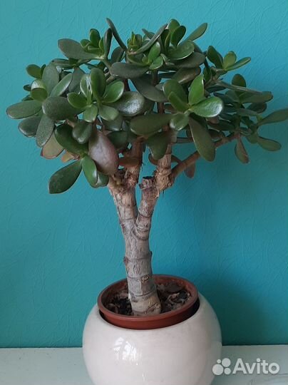 Красулла (толстянка)